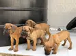 Purebred Boerboel Puppies (1-3 Months) - 3