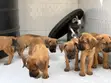 Purebred Boerboel Puppies (1-3 Months) - 4