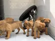 Purebred Boerboel Puppies (1-3 Months) - 5