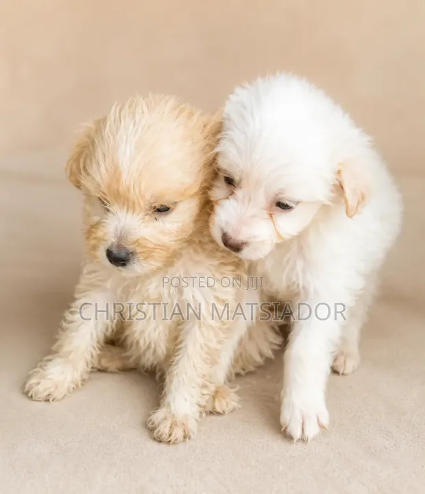 Purebred Poodle Puppy - 1-3 Months Old - 1