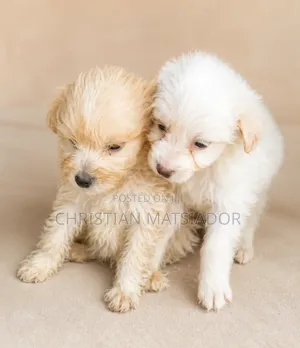Purebred Poodle Puppy - 1-3 Months Old