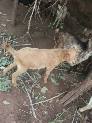 Goats for Sale - 450 Available