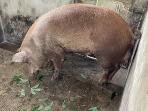 Quality Duroc Pigs