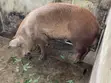 Quality Duroc Pigs - 1