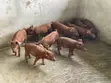 Quality Duroc Pigs - 2
