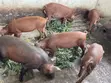 Quality Duroc Pigs - 3