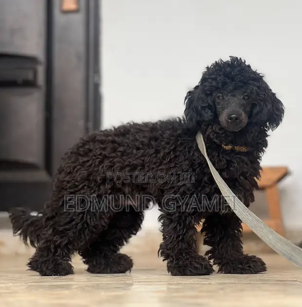 Purebred Poodle, 6-12 Months Male - 1