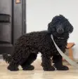 Purebred Poodle, 6-12 Months Male - 1