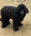 Purebred Poodle, 6-12 Months Male - 2