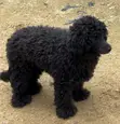 Purebred Poodle, 6-12 Months Male - 3