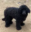 Purebred Poodle, 6-12 Months Male - 4