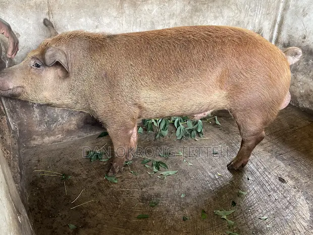 Duroc Pig Breed for Sale - 1