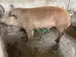 Duroc Pig Breed for Sale - 1