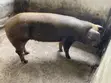 Duroc Pig Breed for Sale - 2