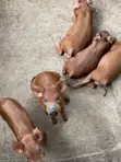 Duroc Pig Breed for Sale - 3