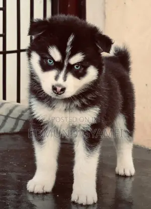 Female Purebred Siberian Husky Puppy (1-3 Months)