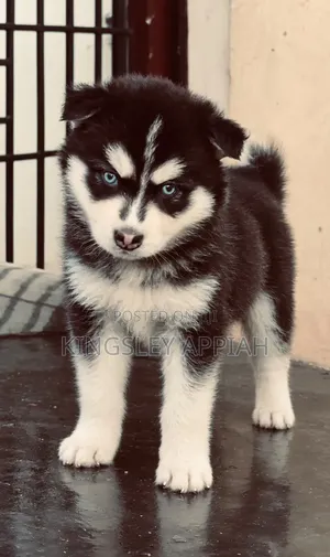 1-3 Month Old Male Purebred Siberian Husky Puppy