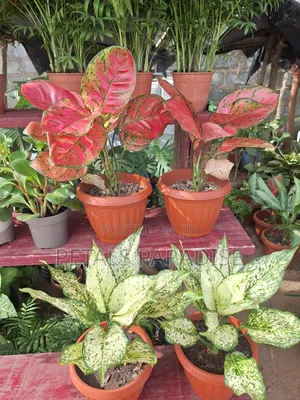 Pink and White Aglaonema Plant