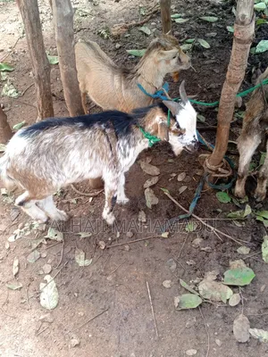 Healthy Goat for Sale