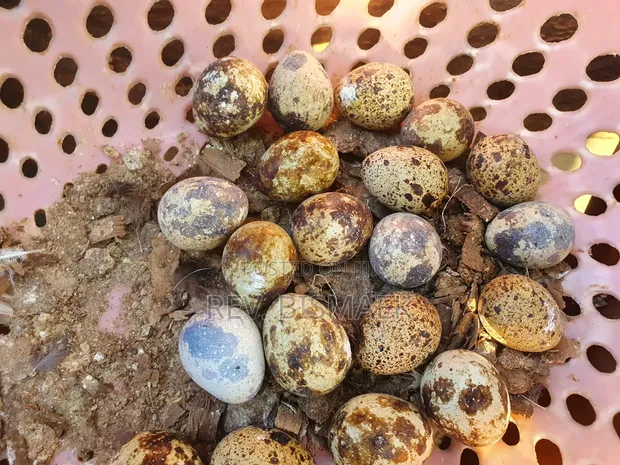 Quail Eggs - 1