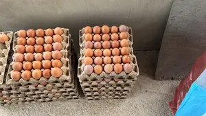 Quality Eggs from Duayaw Nkwanta