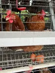 Quality Eggs from Duayaw Nkwanta - 3