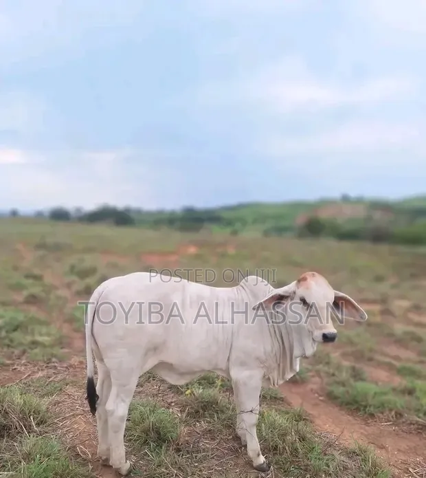 Young Gudali Cows for Sale - 1