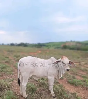 Young Gudali Cows for Sale