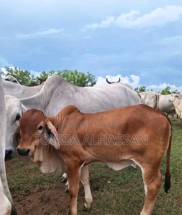Young Gudali Cow - 1