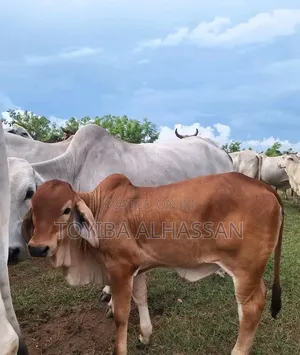 Young Gudali Cow