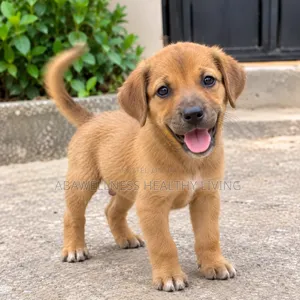 Male Mongrel Puppy (Mixed Breed)