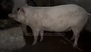 Large White Pigs for Sale