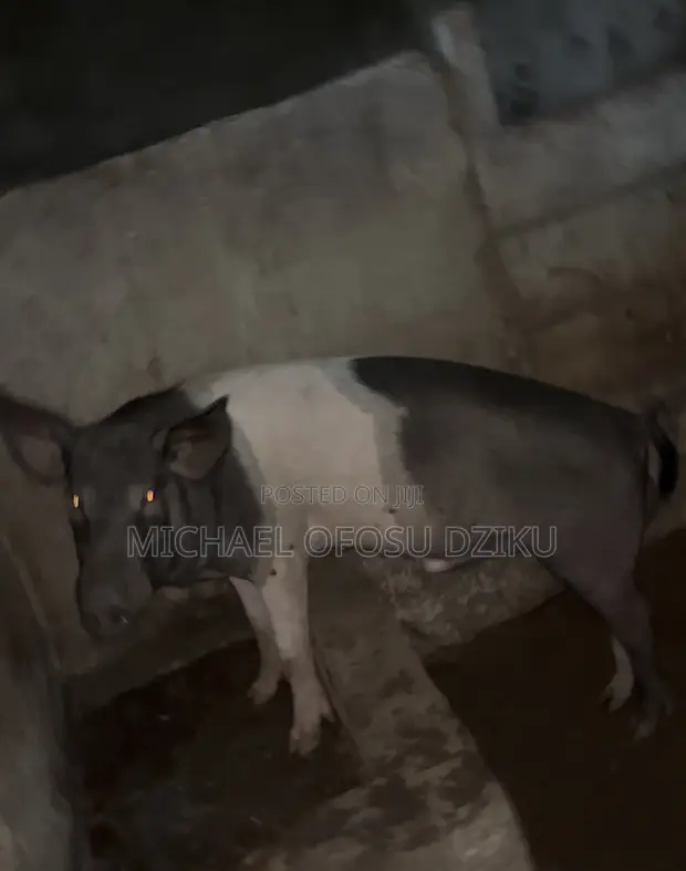 Hampshire Pigs for Sale - 1