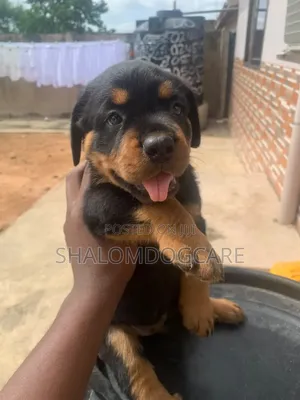 Purebred Rottweiler Puppy (Male, 1-3 Months)