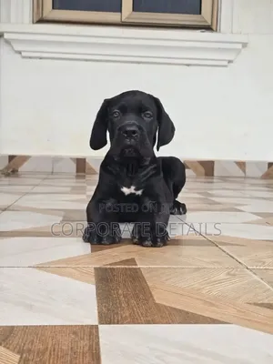 1-3 Month Male Purebred Cane Corso Puppies
