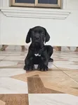 1-3 Month Male Purebred Cane Corso Puppies - 1