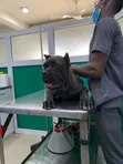 1-3 Month Male Purebred Cane Corso Puppies - 2