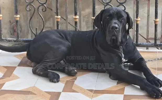 Purebred Cane Corso Puppies - 1-3 Months Old - 1