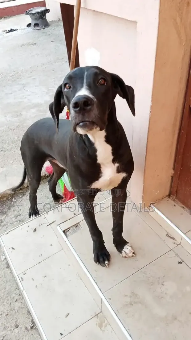 6-12 Month Male Purebred Great Dane Puppy - 1