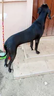 6-12 Month Male Purebred Great Dane Puppy - 2