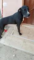 6-12 Month Male Purebred Great Dane Puppy - 3