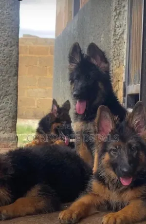 Purebred German Shepherd Puppy (1-3 Months)