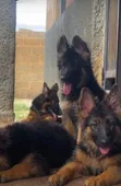 Purebred German Shepherd Puppy (1-3 Months) - 1