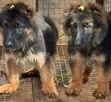 Purebred German Shepherd Puppy (1-3 Months) - 2