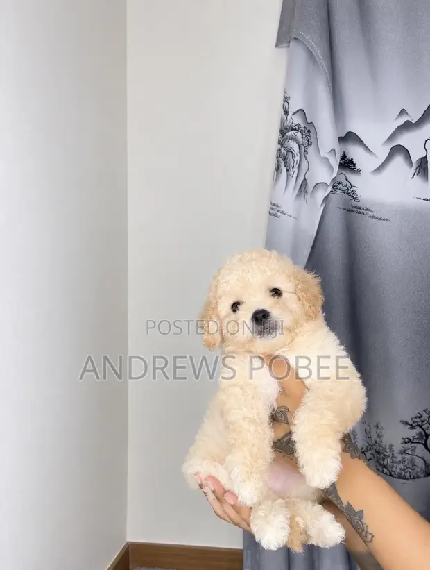 1-3 Month Old Male Purebred Maltipoo Puppy - 1