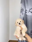 1-3 Month Old Male Purebred Maltipoo Puppy - 1