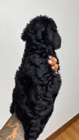 1-3 Month Old Male Purebred Maltipoo Puppy - 2
