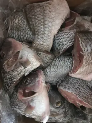 Wild Caught Tilapia (5kg)