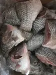 Wild Caught Tilapia (5kg) - 1