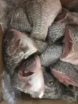 Wild Caught Tilapia (5kg) - 2